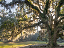 Load image into Gallery viewer, Fountainbleu State Park: Mini Sessions