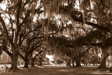 Load image into Gallery viewer, Fountainbleu State Park: Mini Sessions