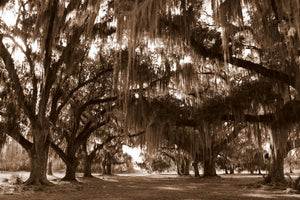 Fountainbleu State Park: Mini Sessions